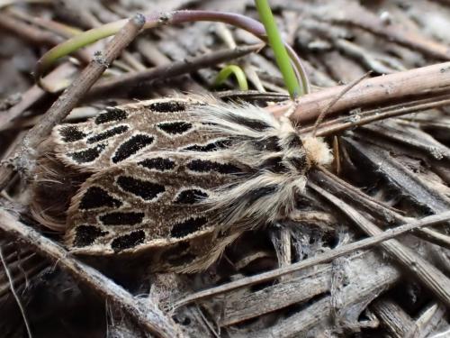 Ocnogyna parasita